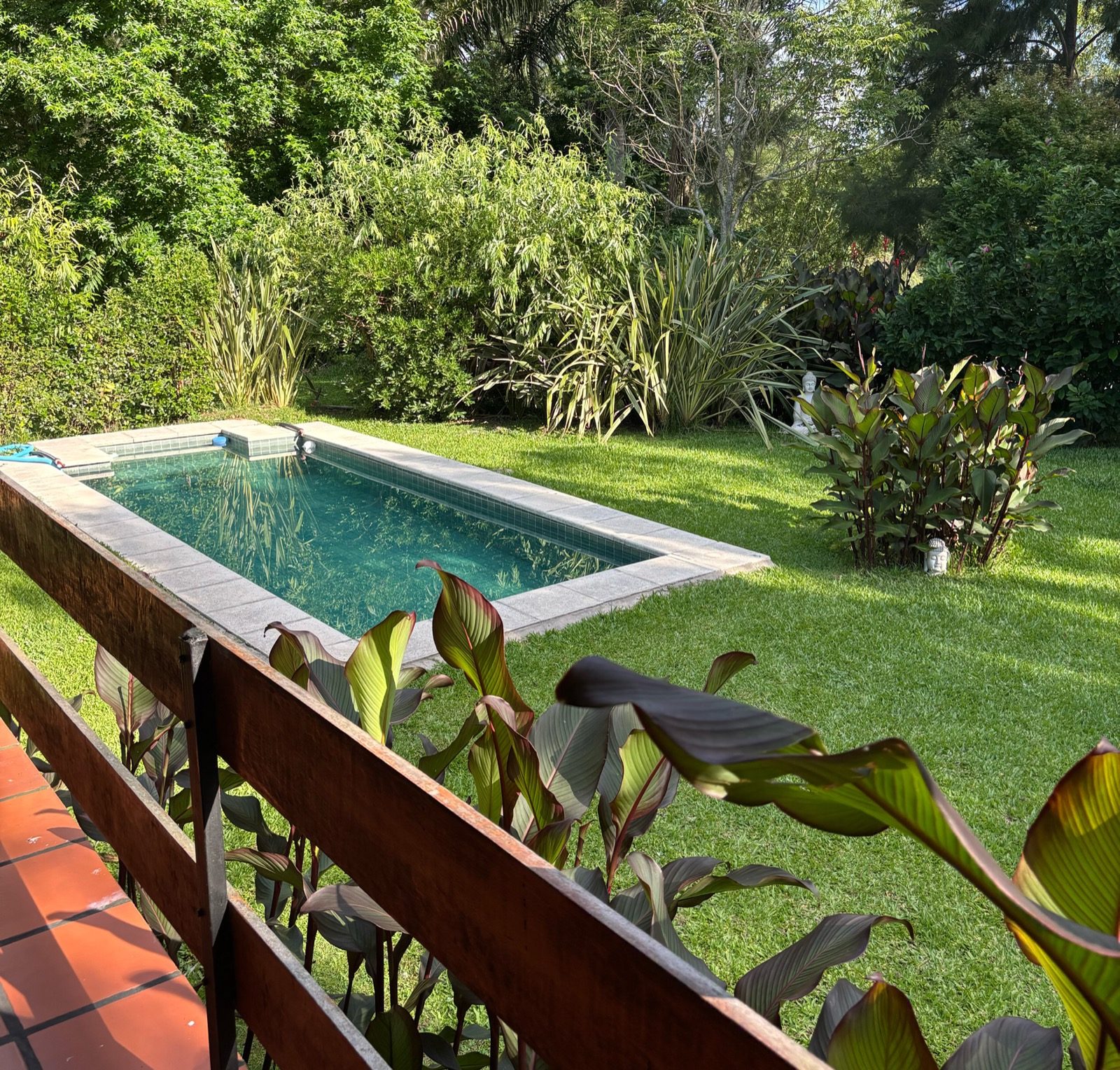 Pileta de Casa Pura Vida rodeada de jardín tropical